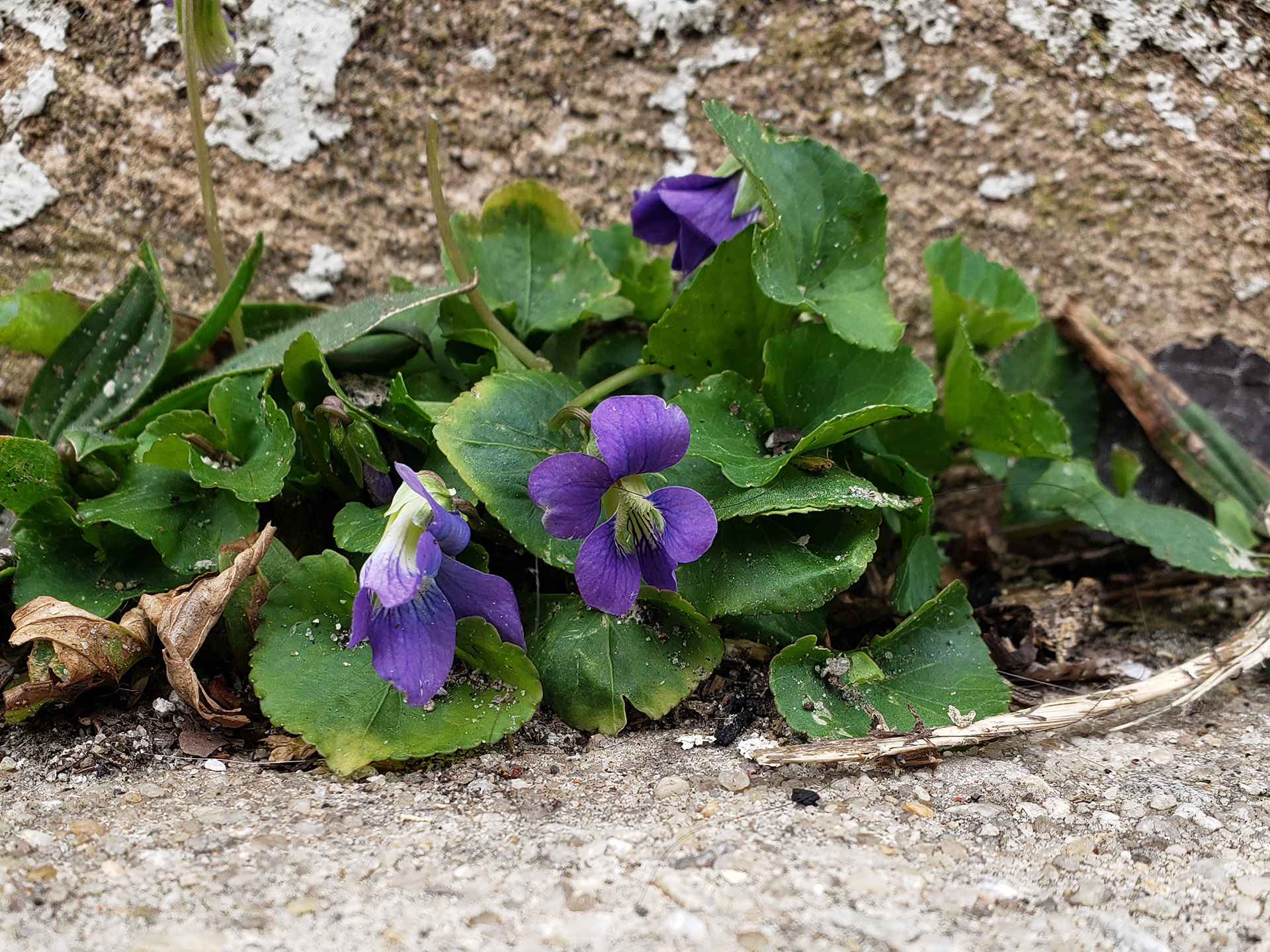 Common Blue Violets growing out of a pavement crack