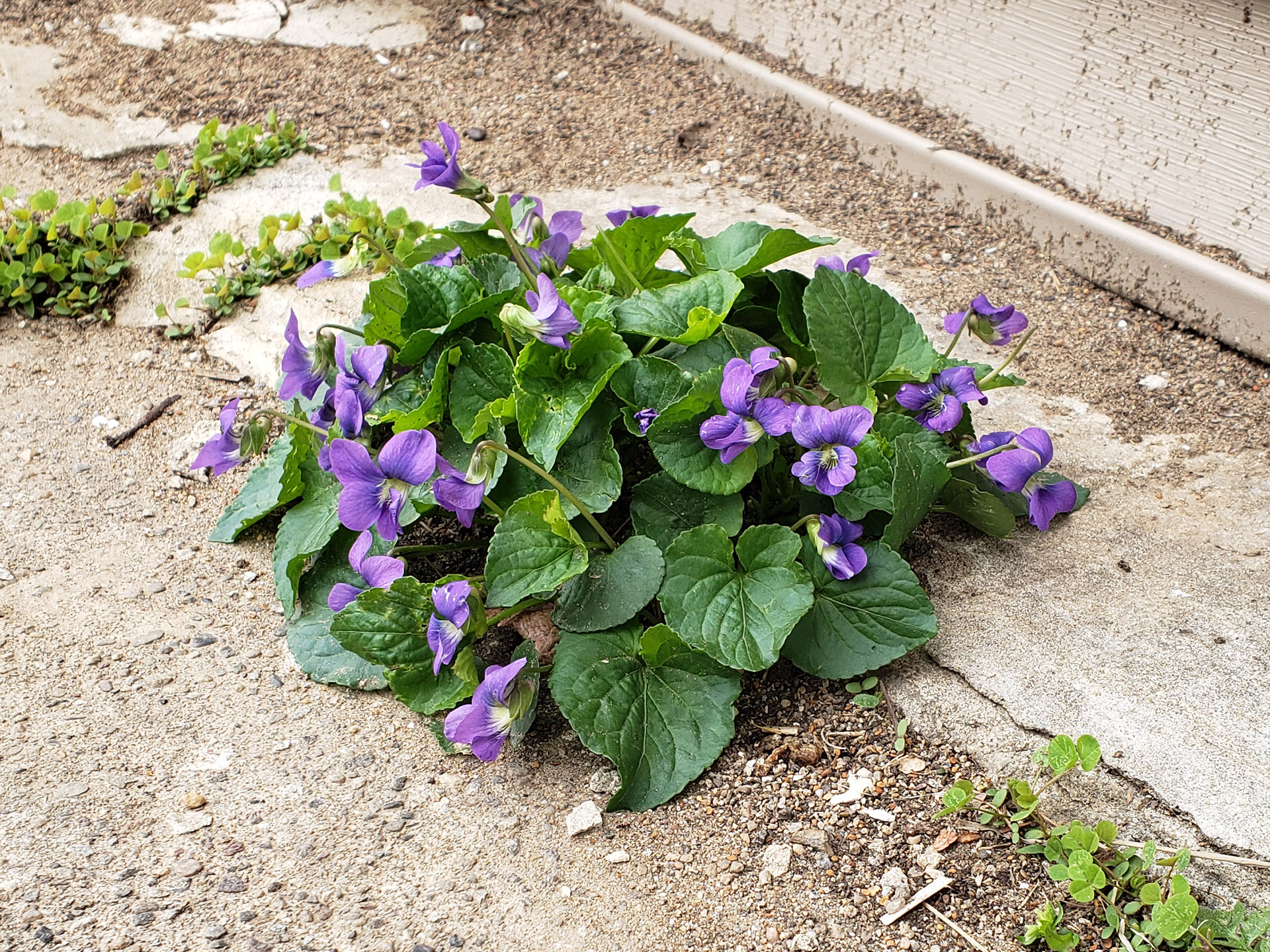 Common Blue Violets growing out of a pavement crack