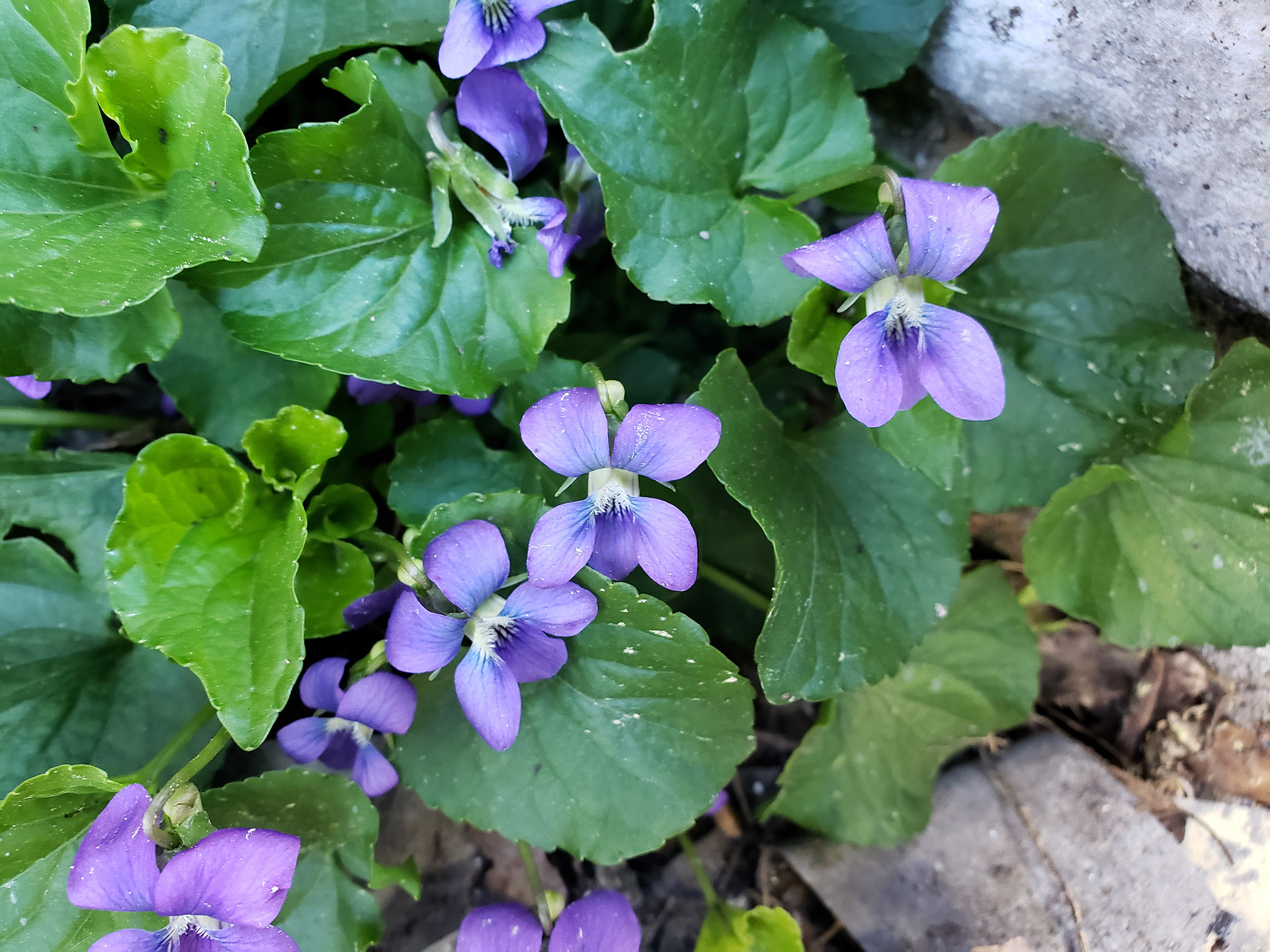 Common Blue Violets growing out of a pavement crack