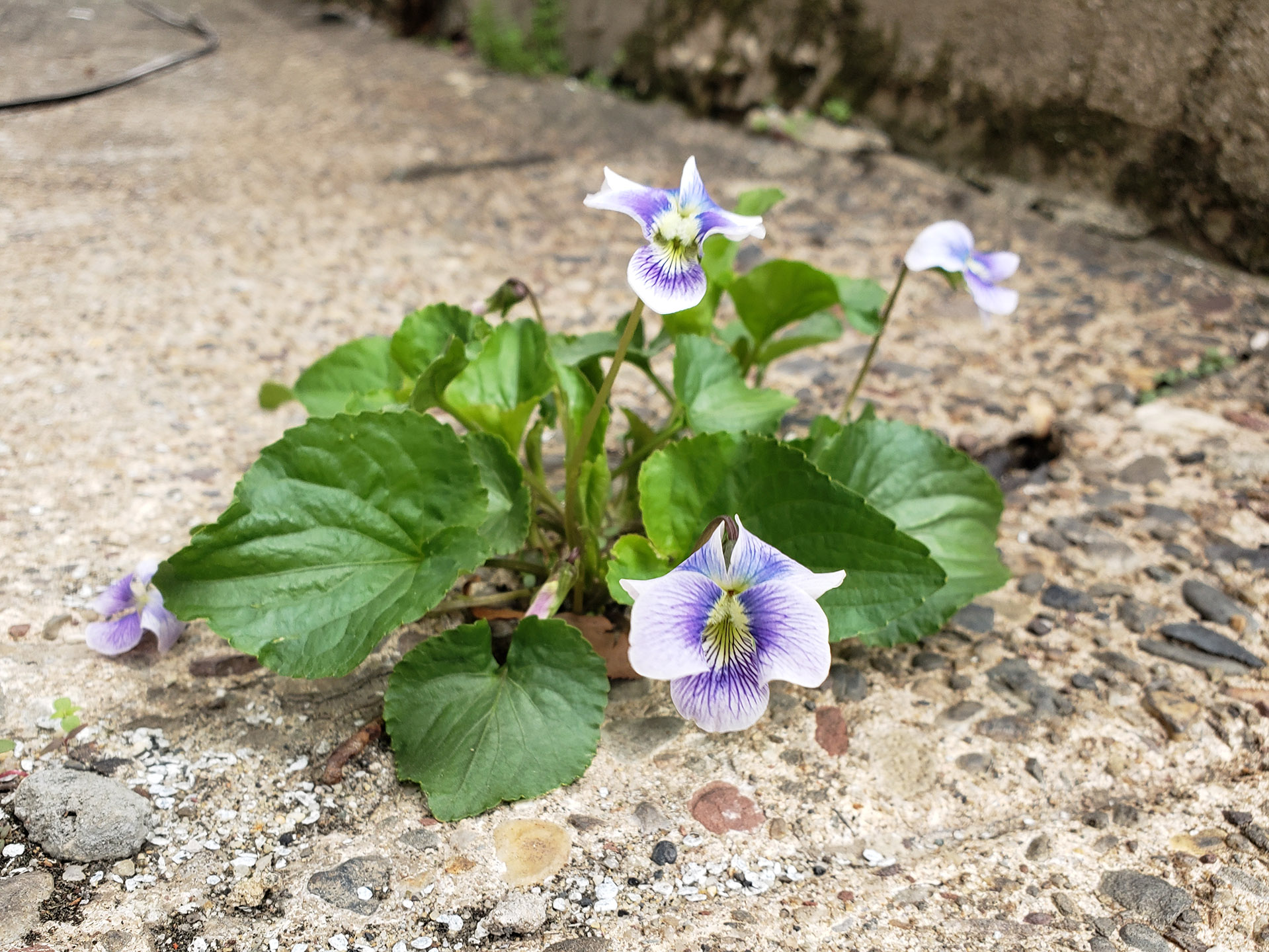 Common Blue Violets growing out of a pavement crack