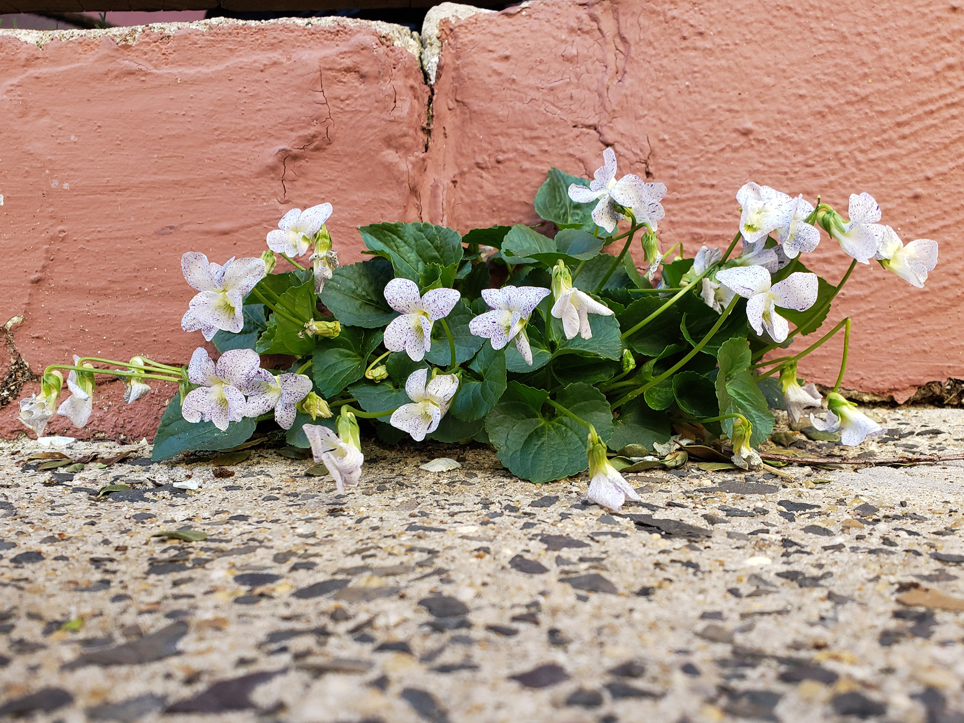 Common Blue Violets growing out of a pavement crack