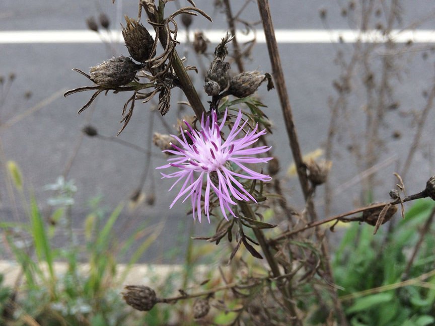 knapweed01.jpg