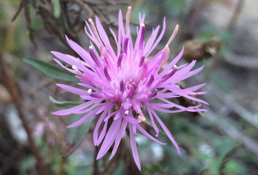 knapweed02.jpg