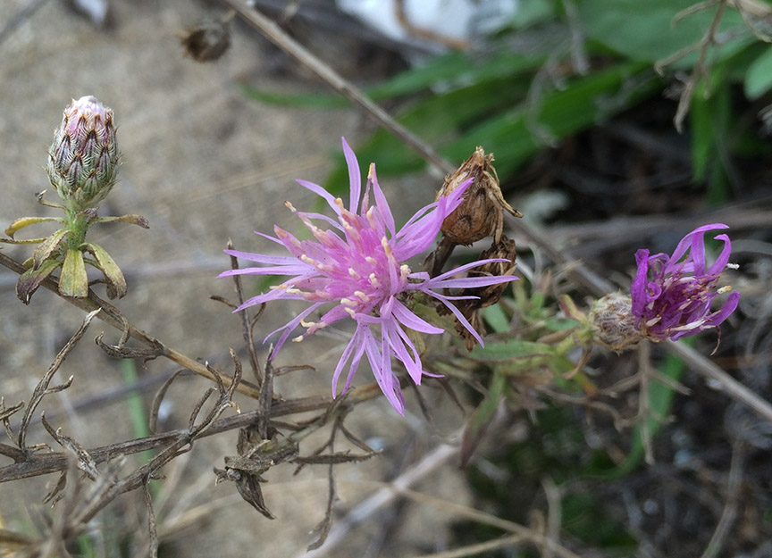 knapweed03.jpg