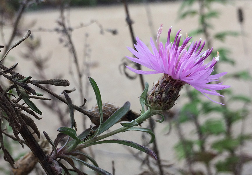 knapweed04.jpg