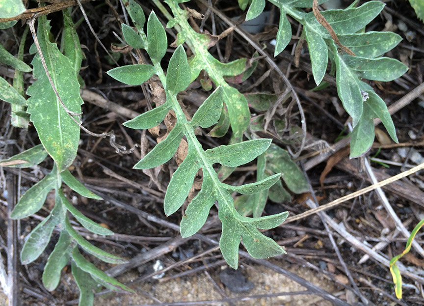 knapweed10.jpg