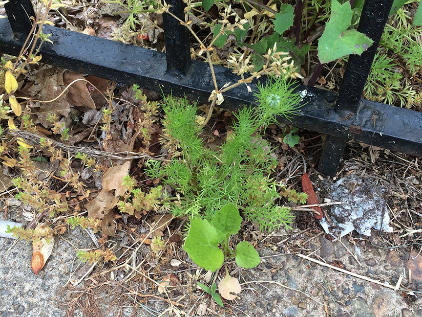 Devil in the Bush