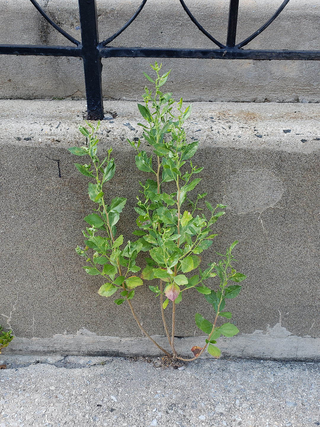 Eastern Baccharis growing out of the sidewalk