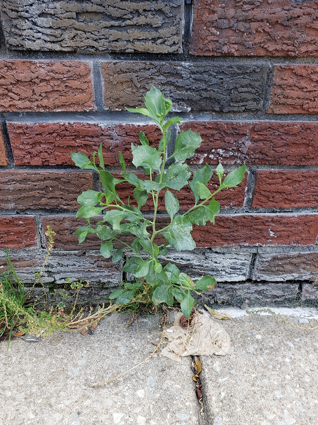 Eastern Baccharis growing out of a sidewalk