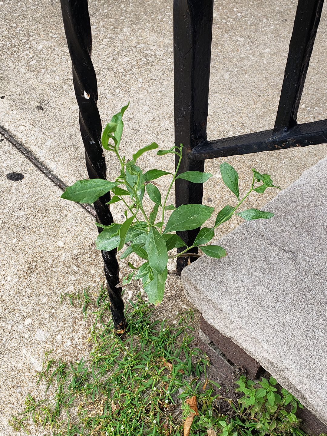 Eastern Baccharis growing out of 