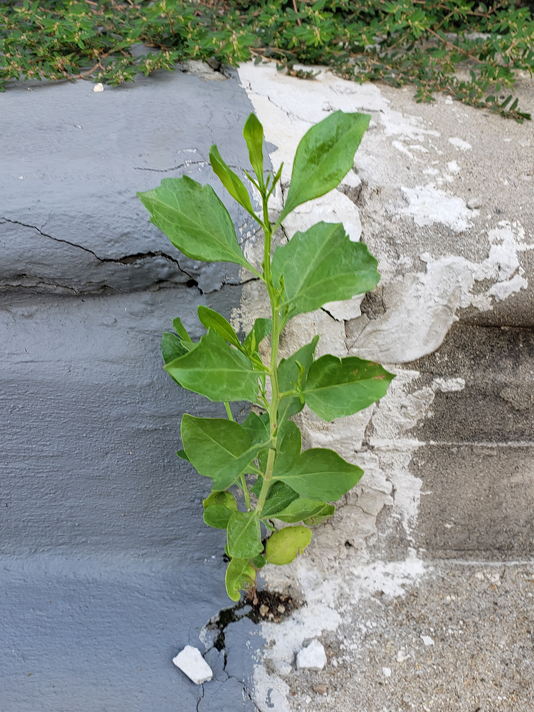 Eastern Baccharis growing out of the crack between 2 townhouse's steps