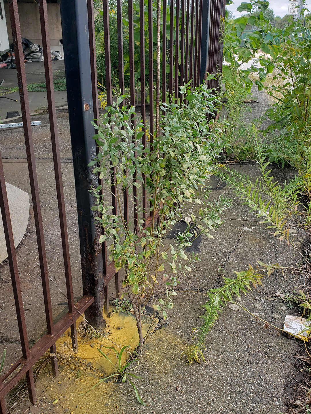 Eastern Baccharis growing out of a sidewalk