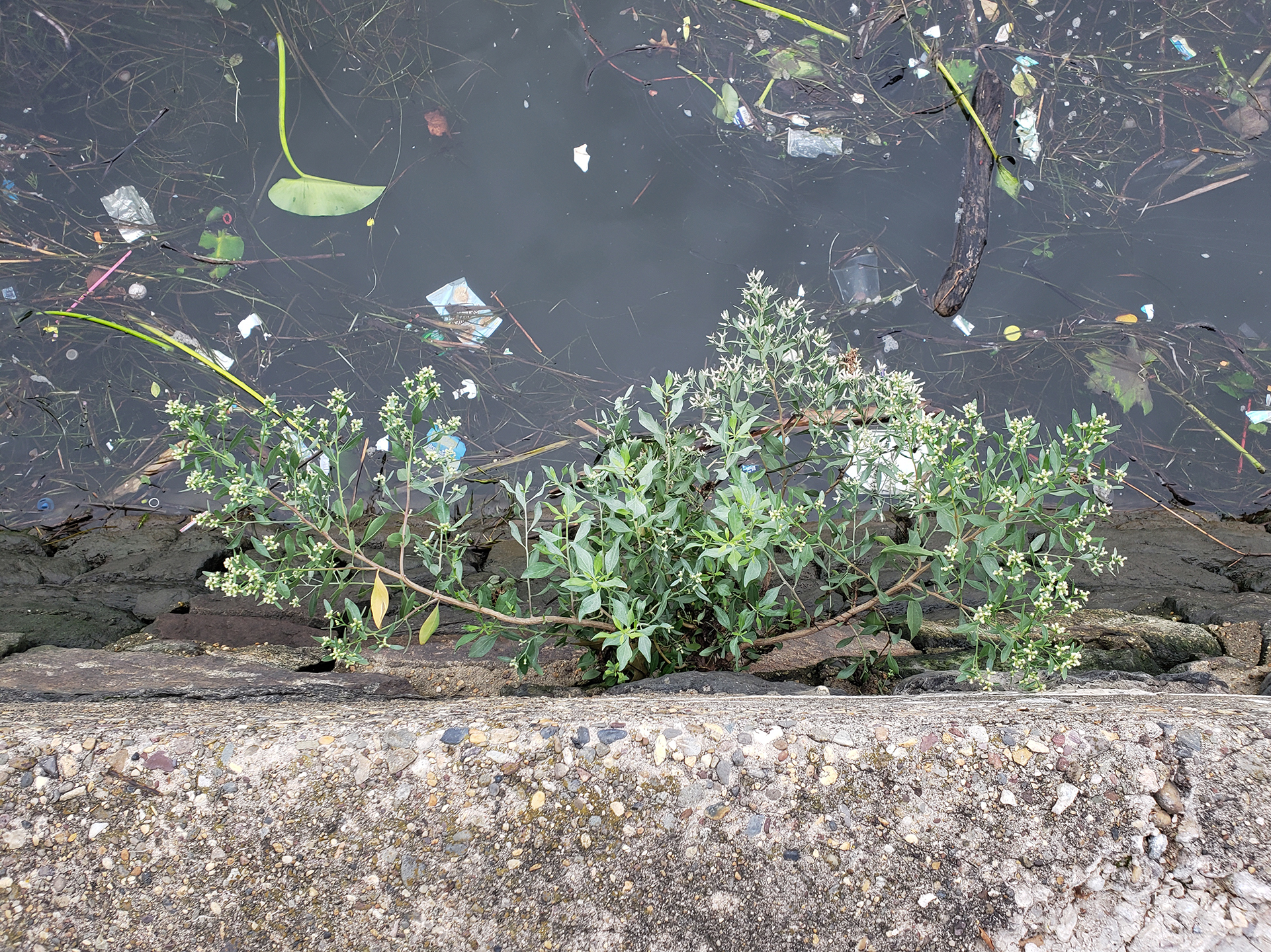 Eastern Baccharis growing out of the retaining wall of the Delaware River