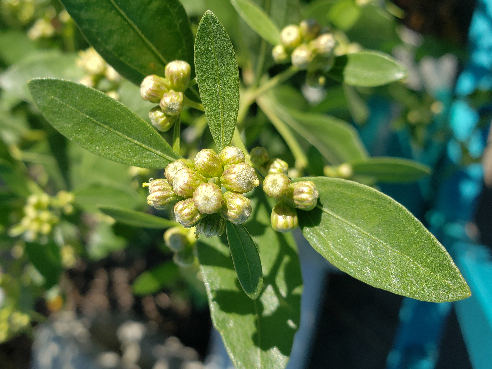 Eastern Baccharis buds