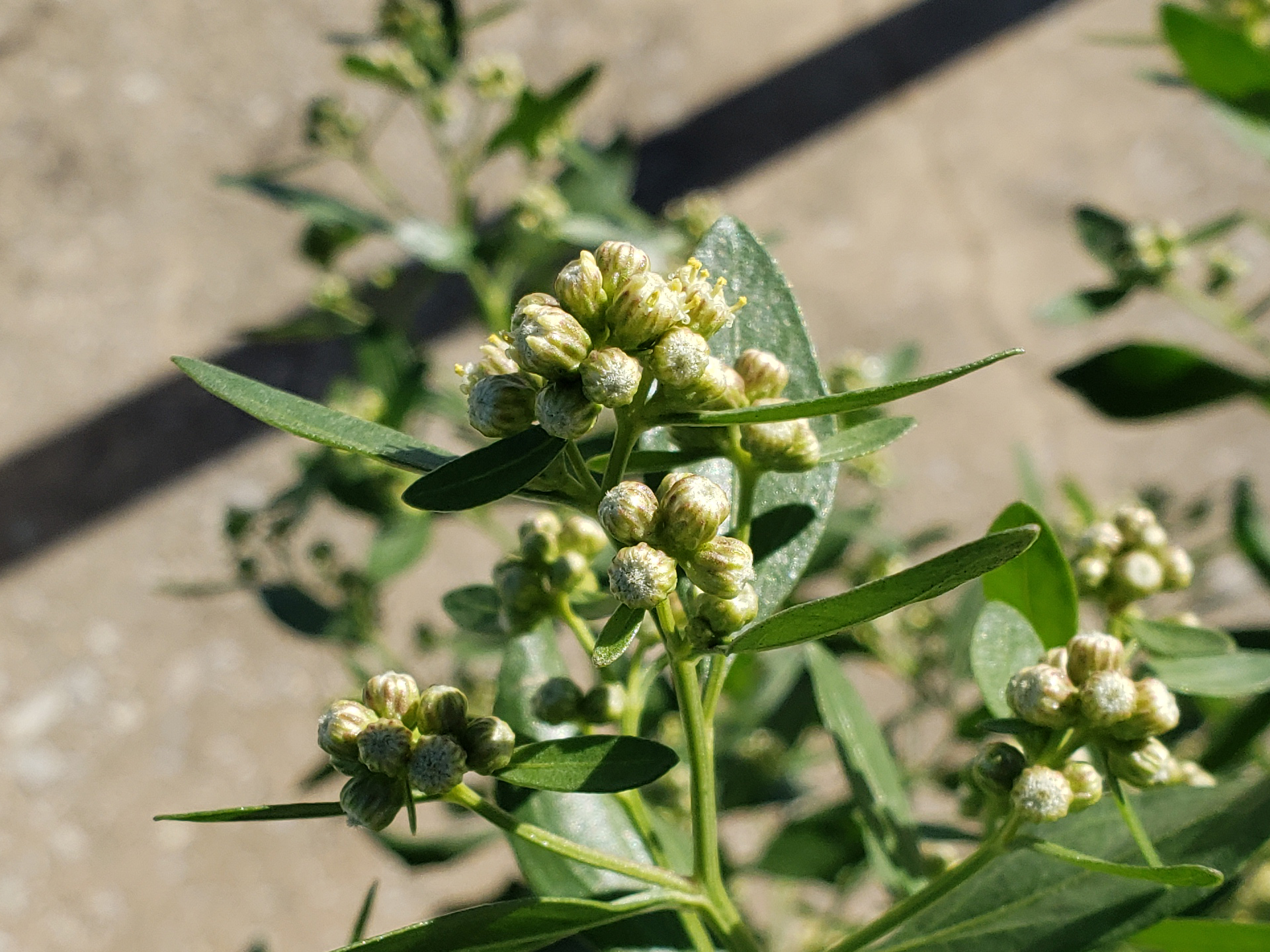 Eastern Baccharis buds