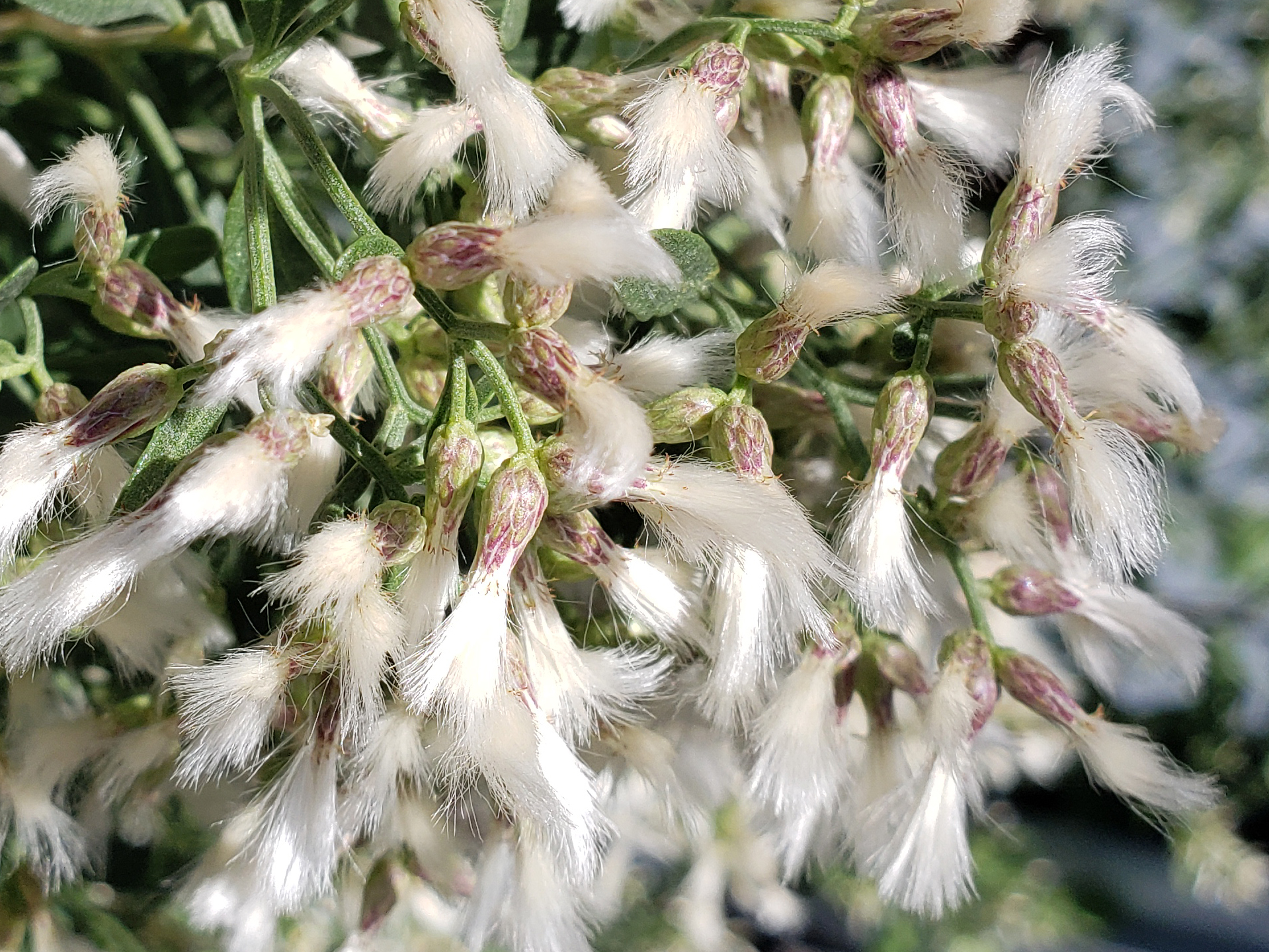 Eastern Baccharis blooms