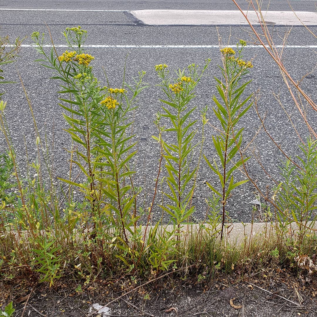 Grass-Leaved Goldenrod growing out of a highway median