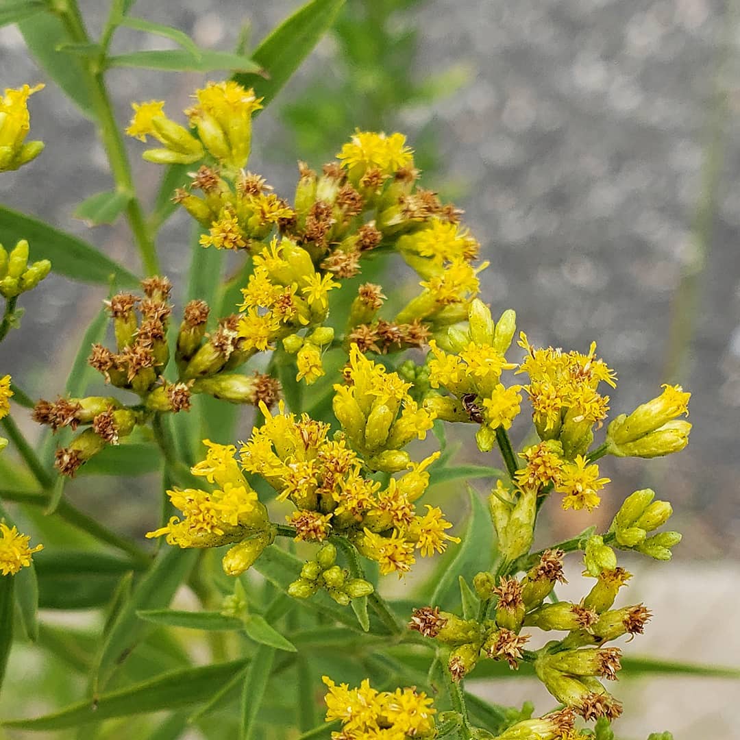 Grass-Leaved Goldenrod growing out of a highway median