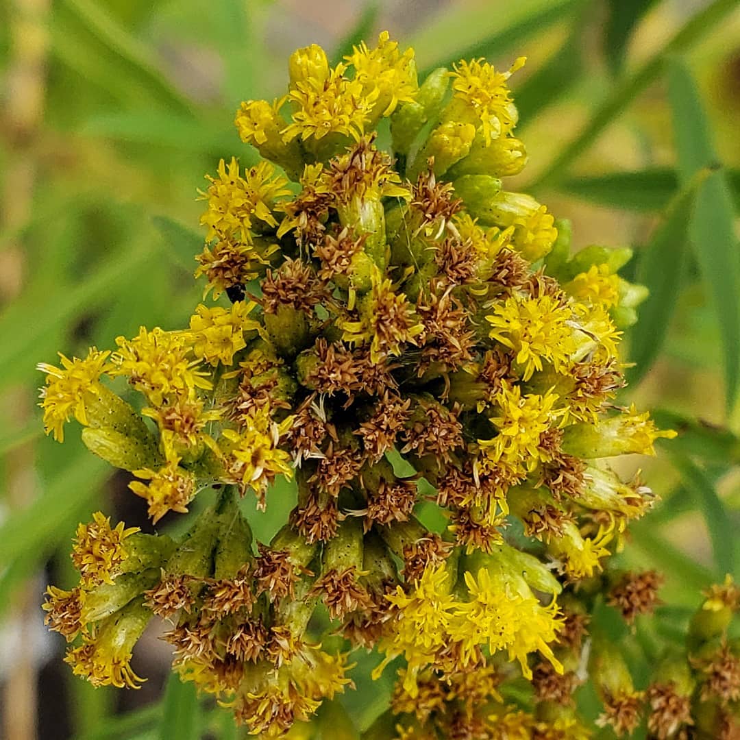 Grass-Leaved Goldenrod growing out of a highway median