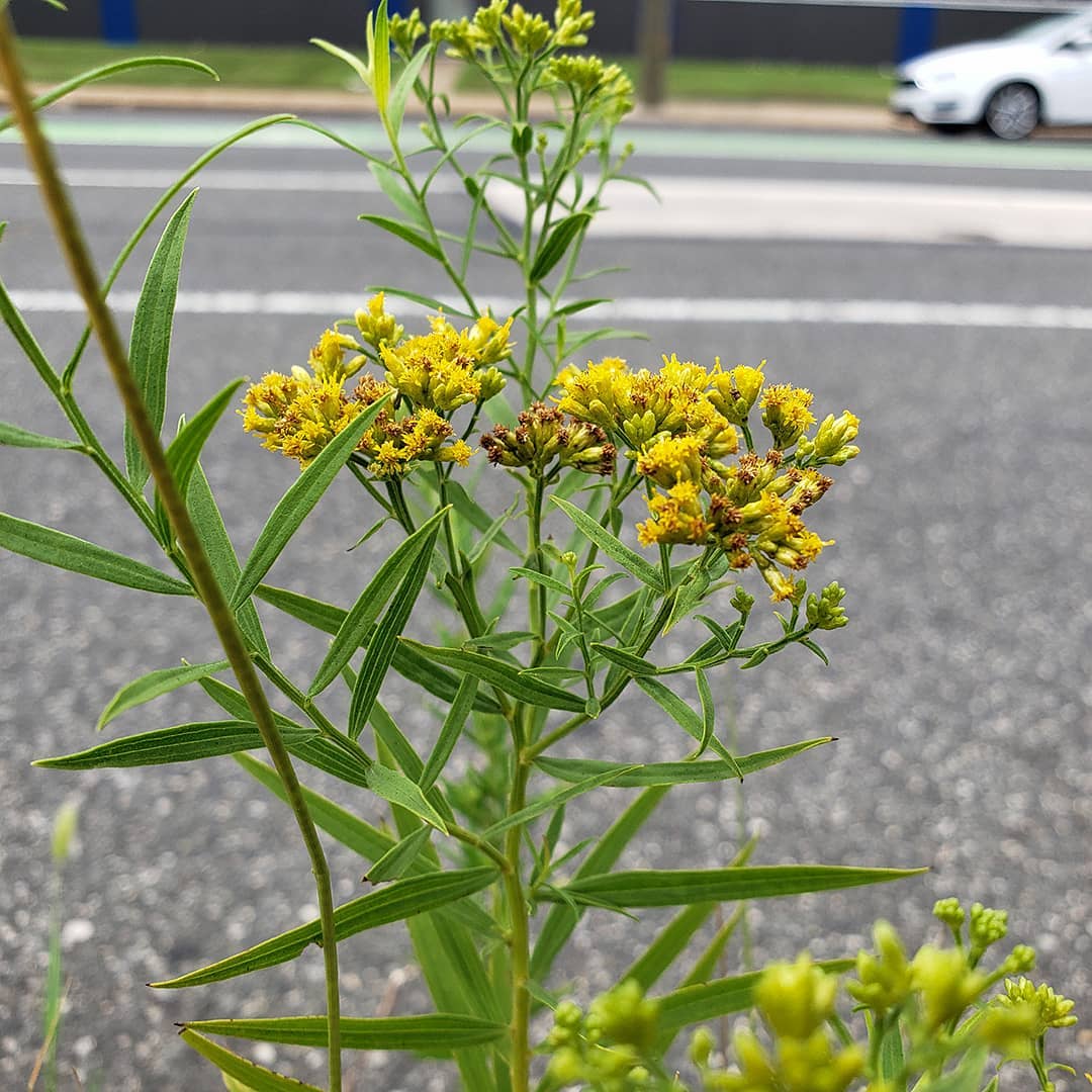Grass-Leaved Goldenrod growing out of a highway median