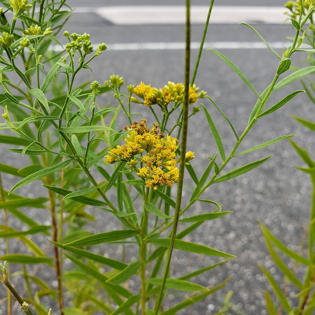 Grass-Leaved Goldenrod growing out of a highway median