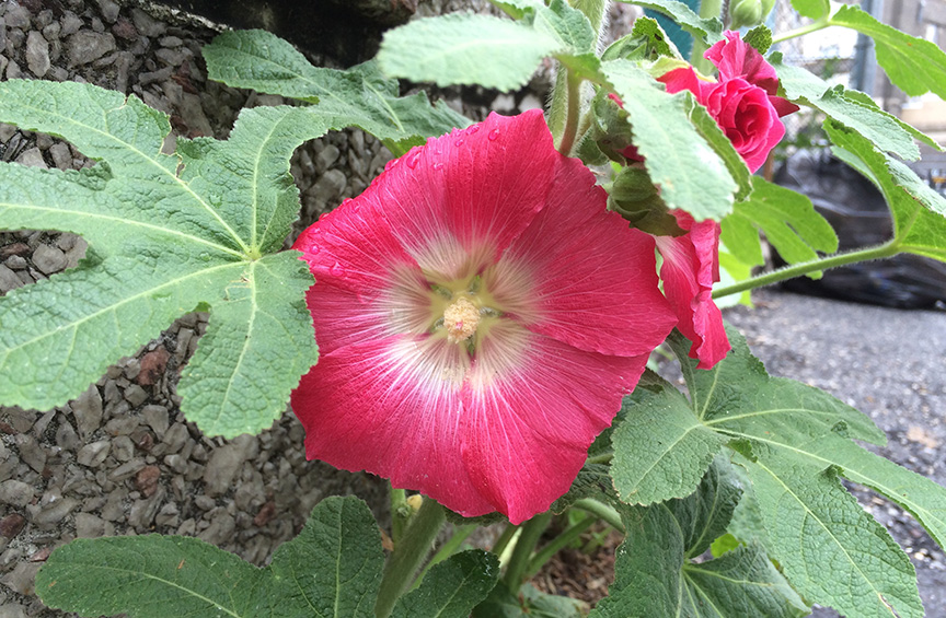 Hollyhocks