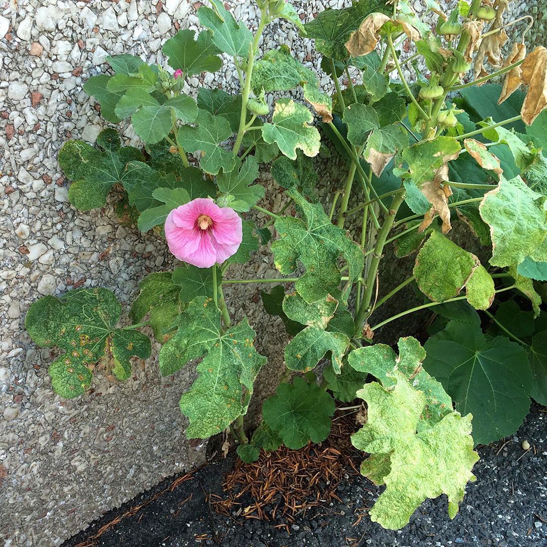 Hollyhocks