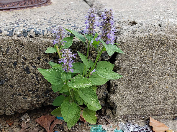 Anise Hyssop