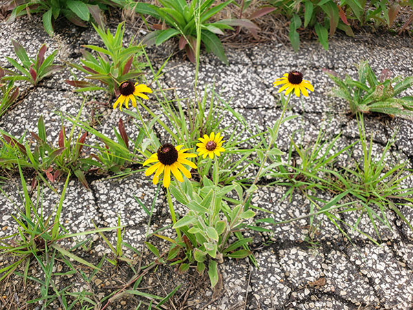 Blackeyed Susans