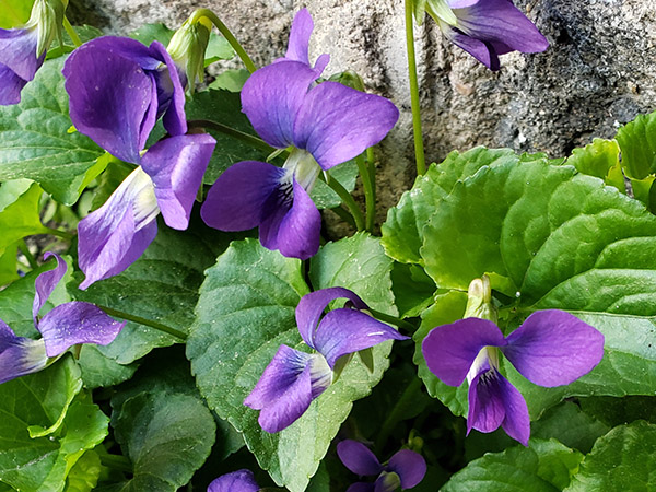 Common Blue Violets