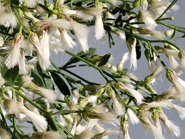 Eastern Baccharis