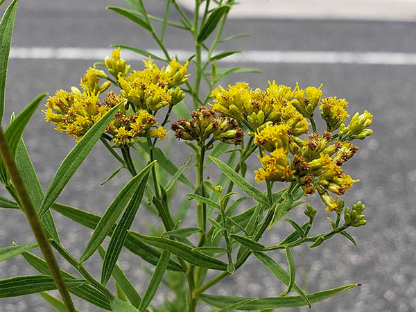 Grass-Leaved Goldenrod