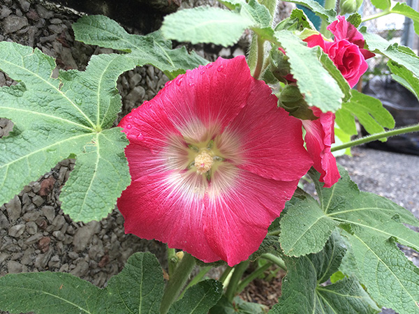 Common Hollyhocks