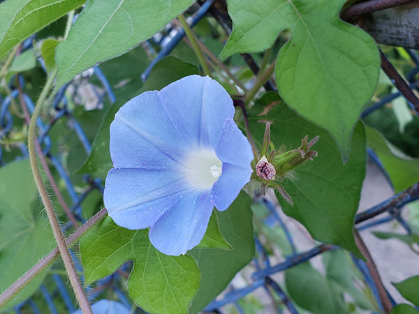 Ivy-Leaved Morning Glory