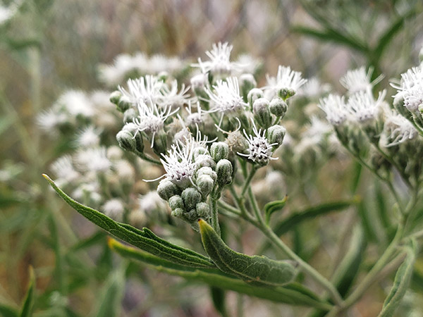 Late Boneset