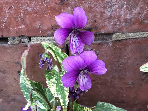 Manchurian Violets