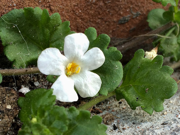 Ornamental Bacopa