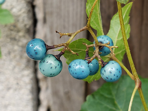 Porcelain Berry