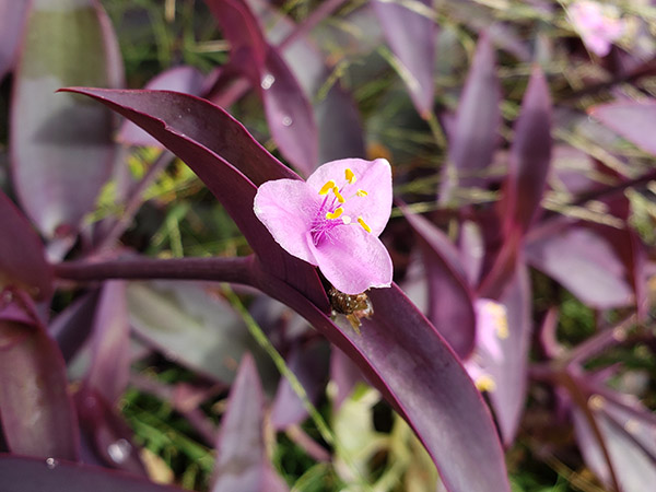 Purple Heart