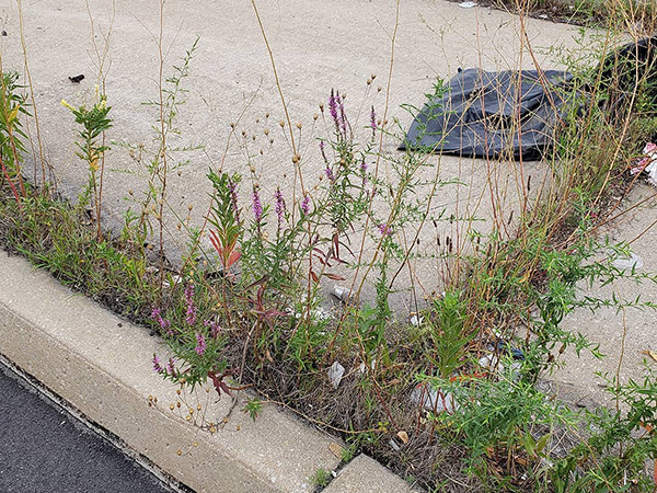 Purple Loosestrife