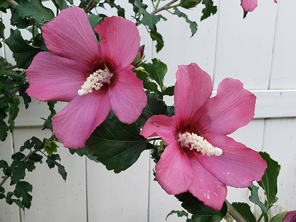 Rose of Sharon