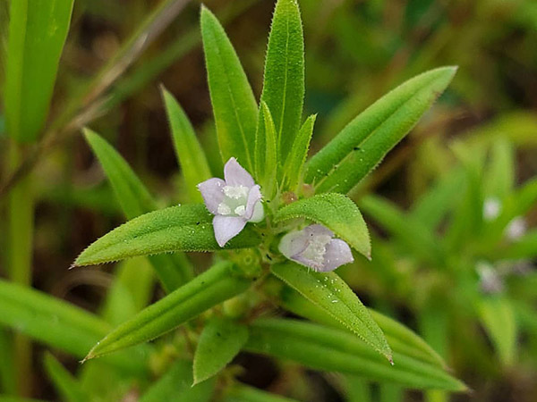 Rough Buttonweed