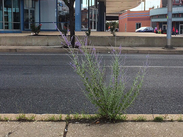 Russian Sage