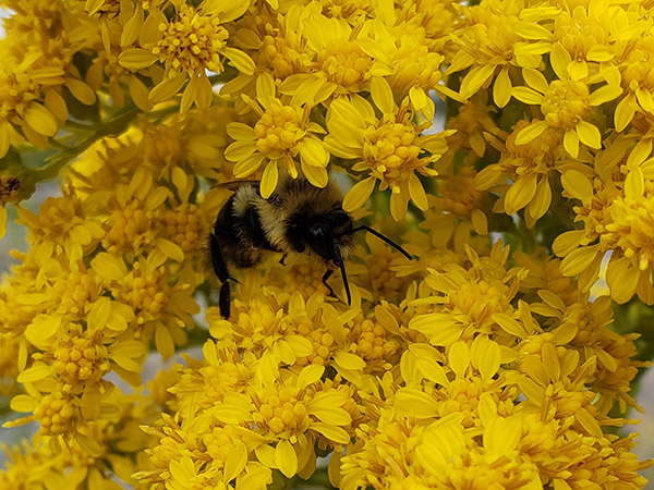 Saltmarsh Goldenrod