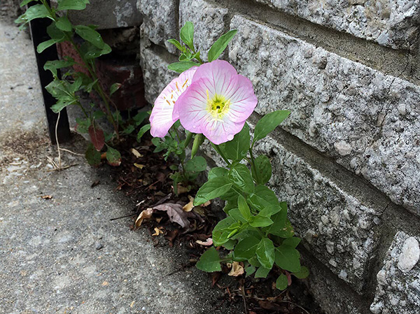 Showy Evening Primrose