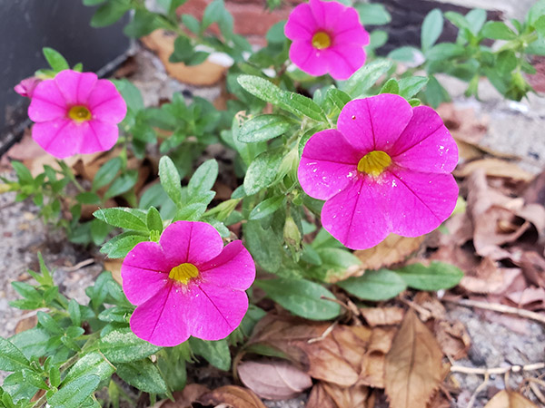 Small-Flowered Calibrachoa