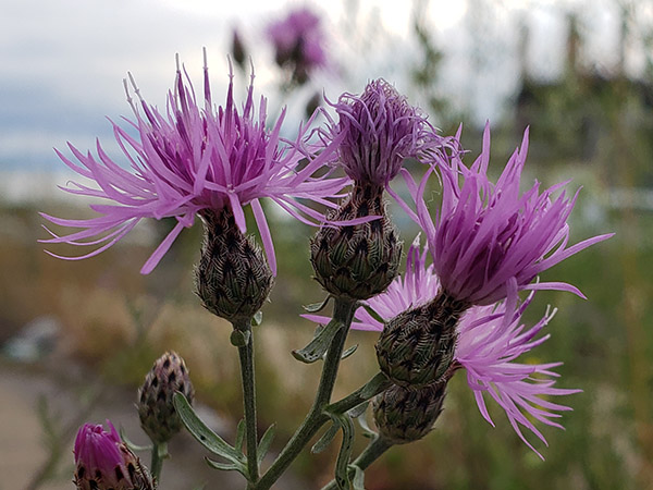 Spotted Knapweed