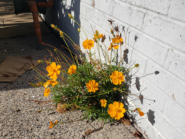 Sulfur Cosmos