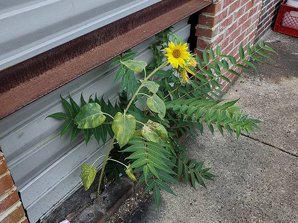 Common Sunflowers
