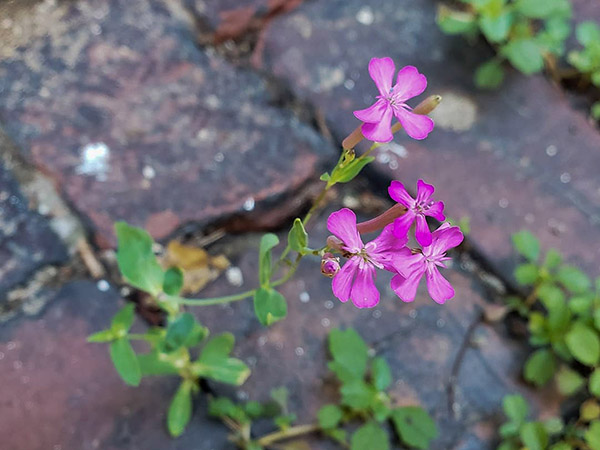 Sweet William Catchfly